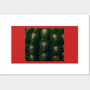 Red cactus Posters and Art